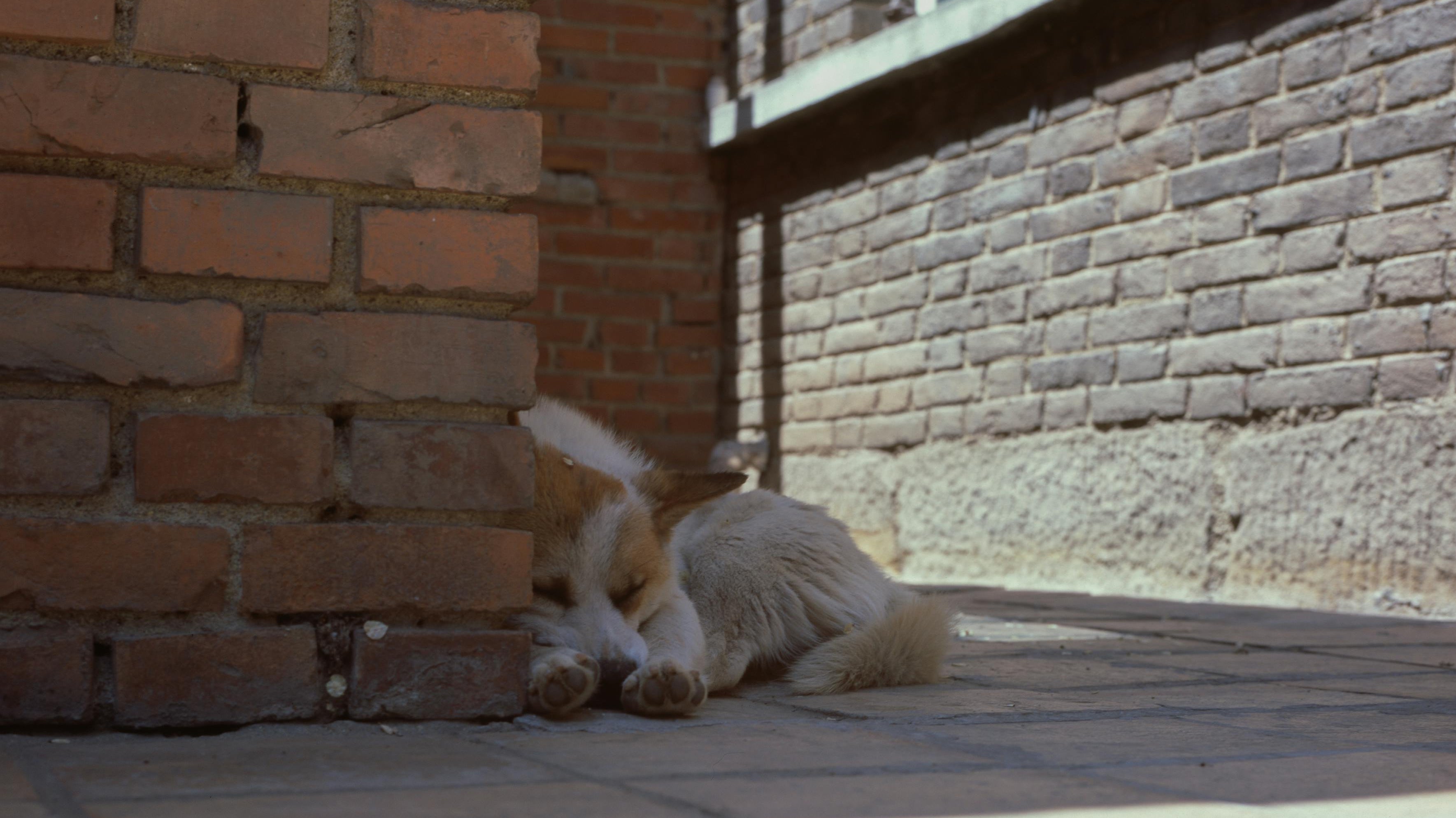 Hoe Mentale Stimulatie de Angst en Stress bij Honden Vermindert - Duke & Scoop