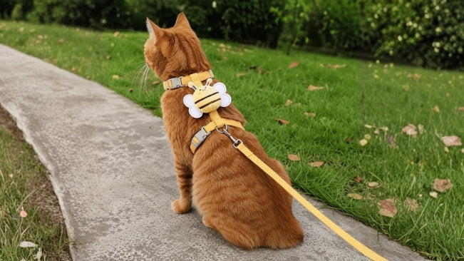 harness training a cat