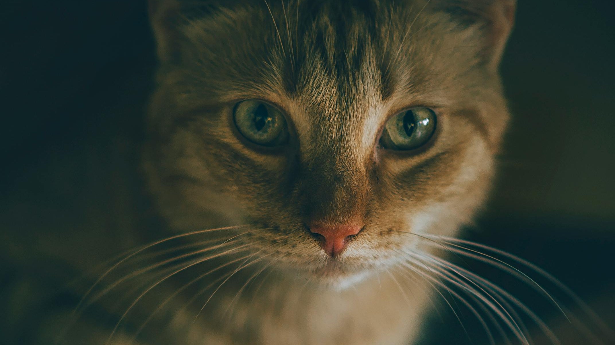 Waarom Het Vervullen van Het Jachtinstinct van je Kat Zo Belangrijk Is - Duke & Scoop