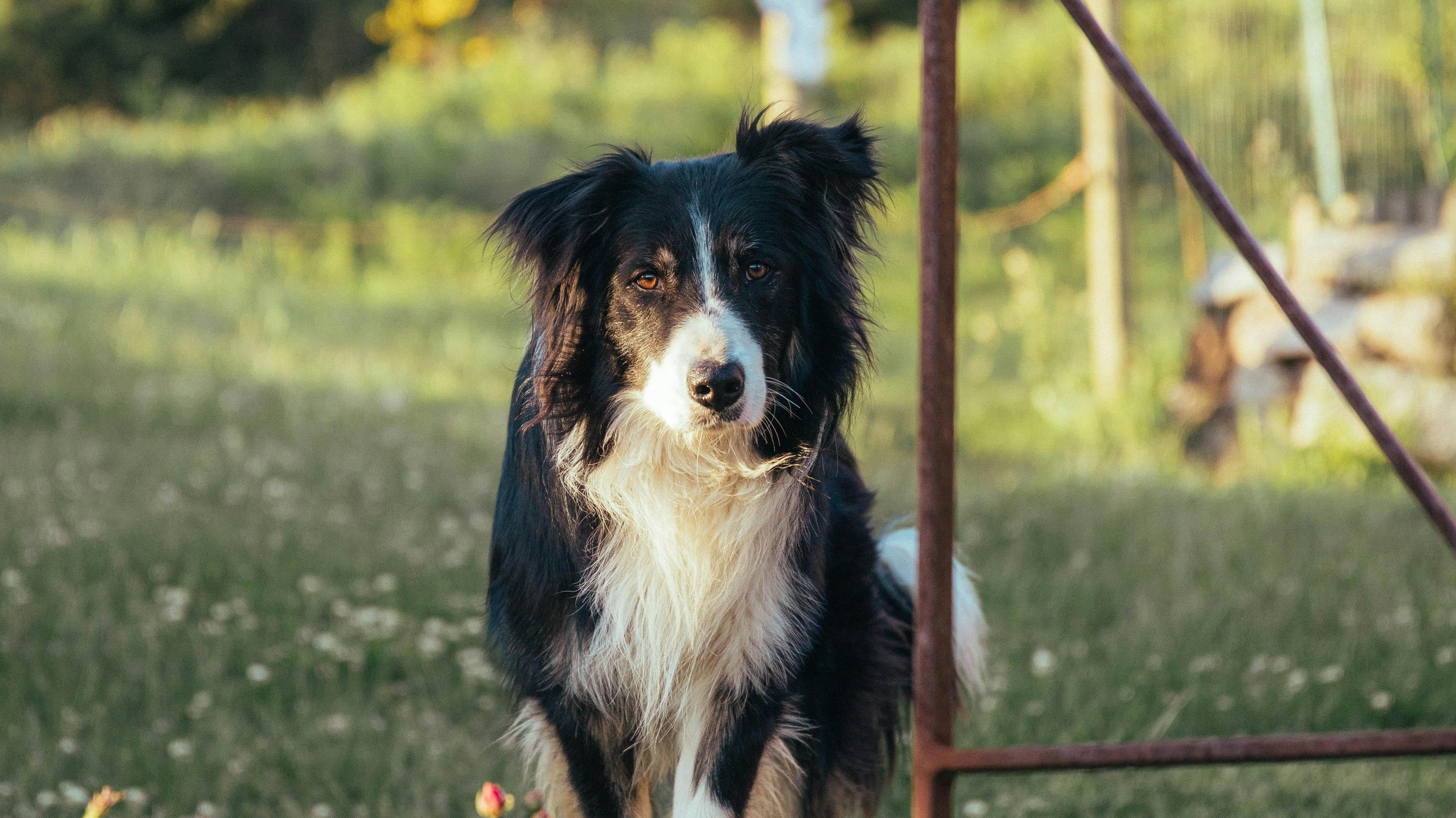 Waarom Regelmatige Verzorging van je Hond Essentieel is voor een Gezonde en Gelukkige Levensstijl - Duke & Scoop