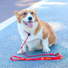 2 - in - 1 Slipriem & Halsband - Duke & Scoop