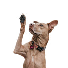 4 - Pack Antislip Pootbeschermers voor Honden - Duke & Scoop