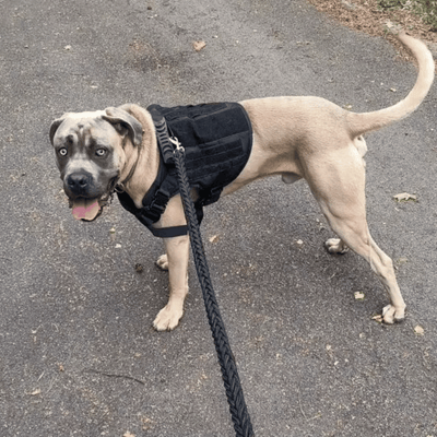 Review foto van Lonneke P.