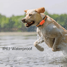 4G GPS Tracker voor Honden en Katten - Duke & Scoop