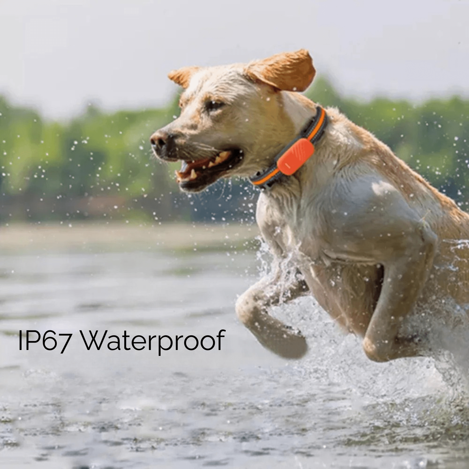 4G GPS Tracker voor Honden en Katten - Duke & Scoop