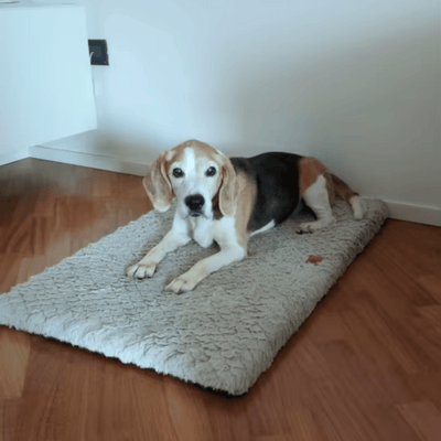 Review foto van Robert F.