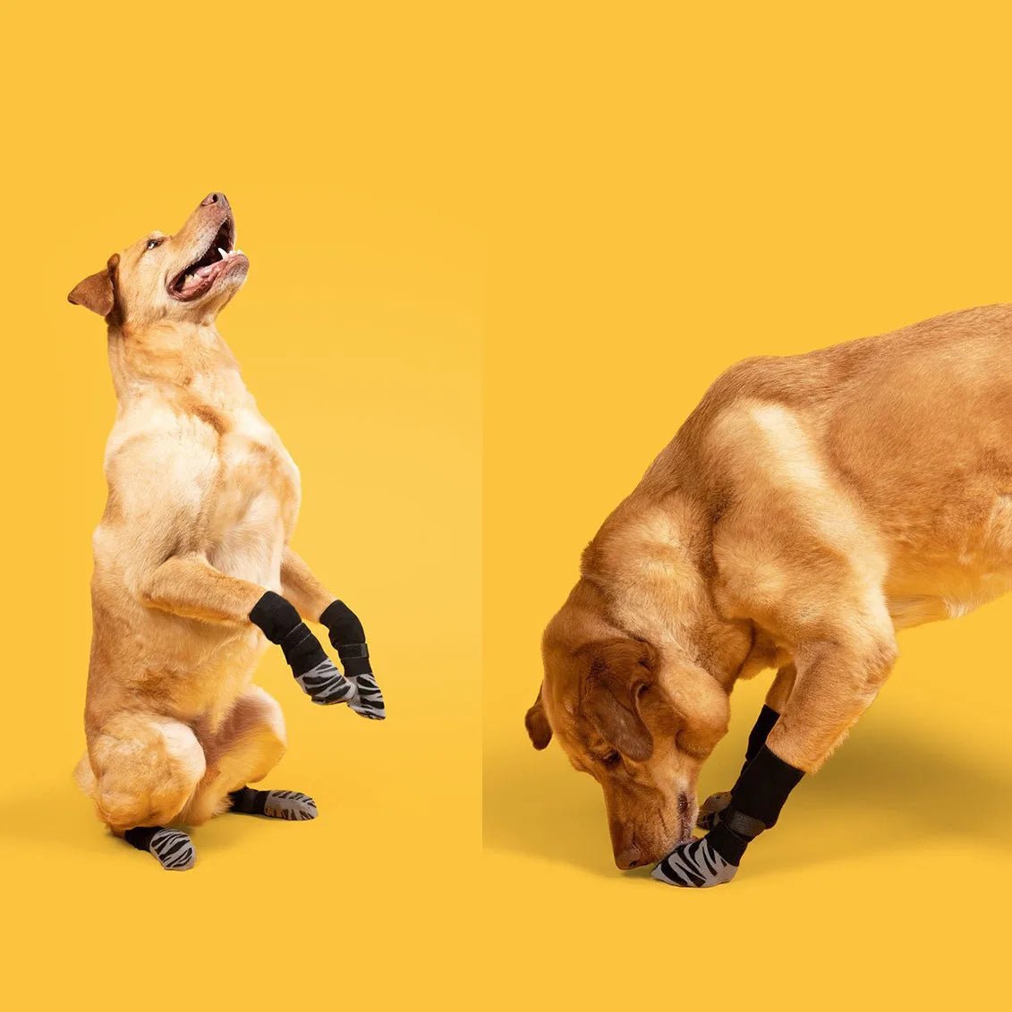 Anti - slip Hondensokken - Duke & Scoop