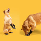 Anti - slip Hondensokken - Duke & Scoop