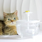 Automatische Huisdier Drinkfontein - Duke & Scoop