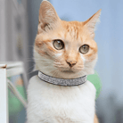 Bling Zachte Leren Halsband - Duke & Scoop