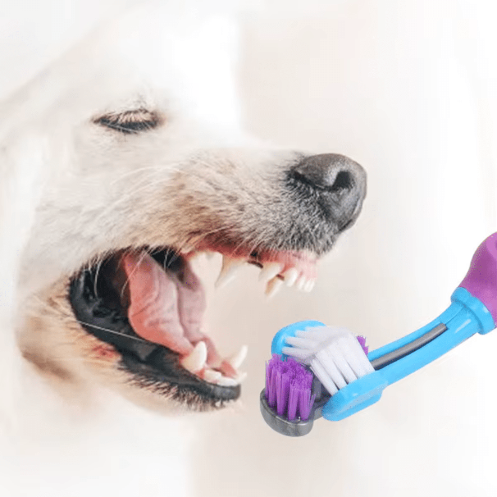 Driezijdige Tandenborstel voor Hond en Kat - Duke & Scoop