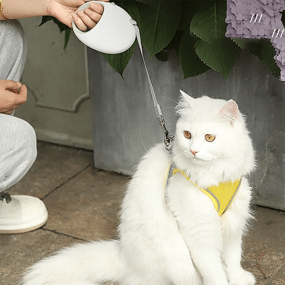 Flexi Riem (3M/5M) - Duke & Scoop