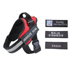 Gepersonaliseerde Klittenband Naamlabel voor Hondentuig - Duke & Scoop