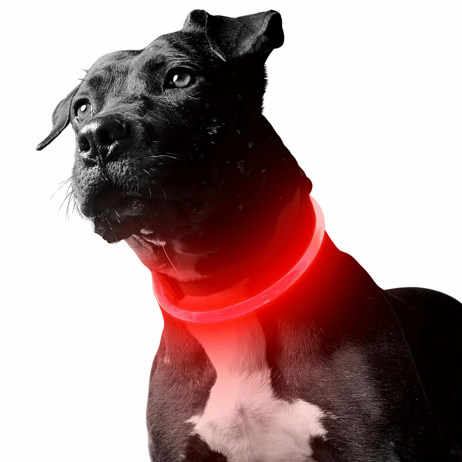 GlowPaws LED Halsband Oplaadbaar - Duke & Scoop