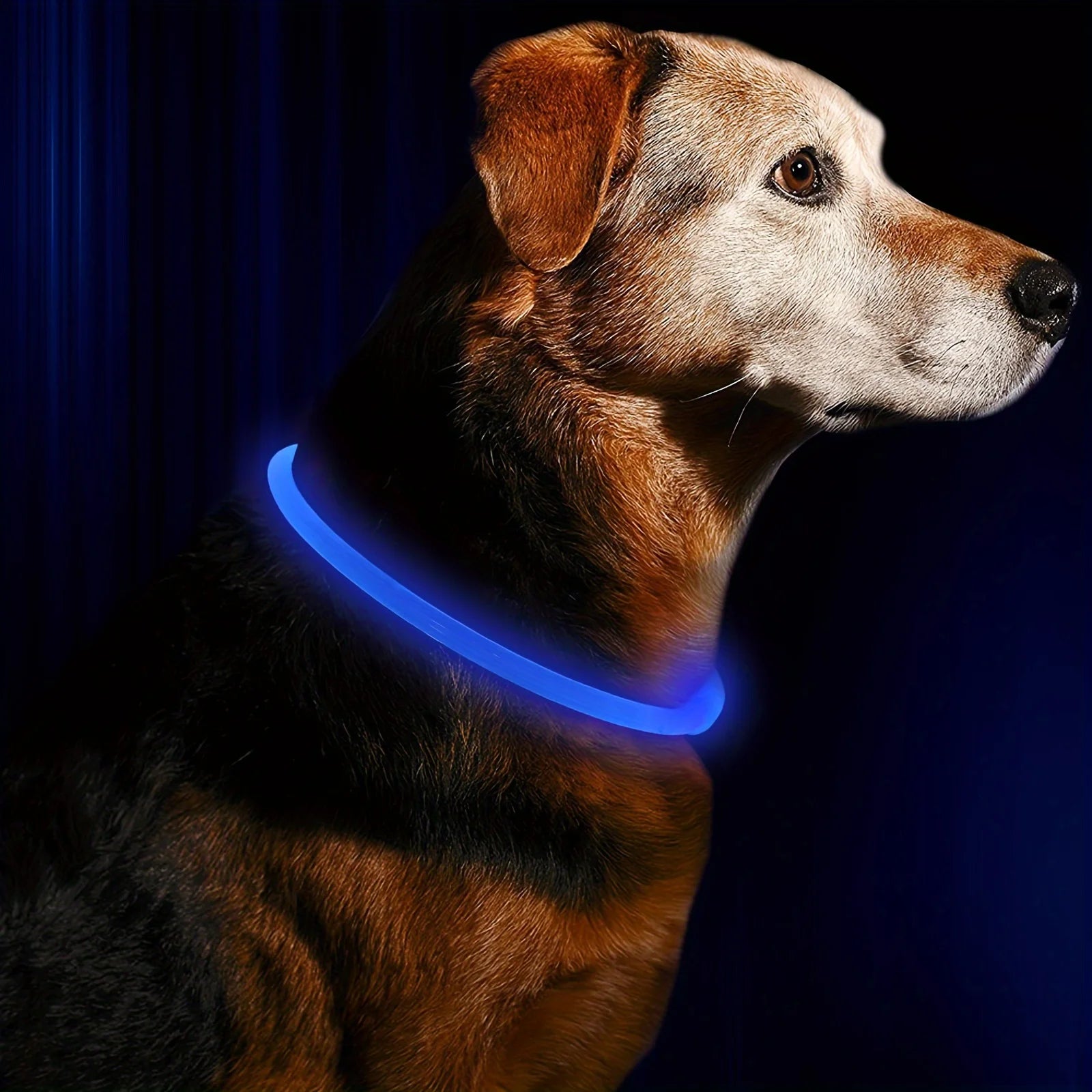 GlowPaws LED Halsband Oplaadbaar - Duke & Scoop