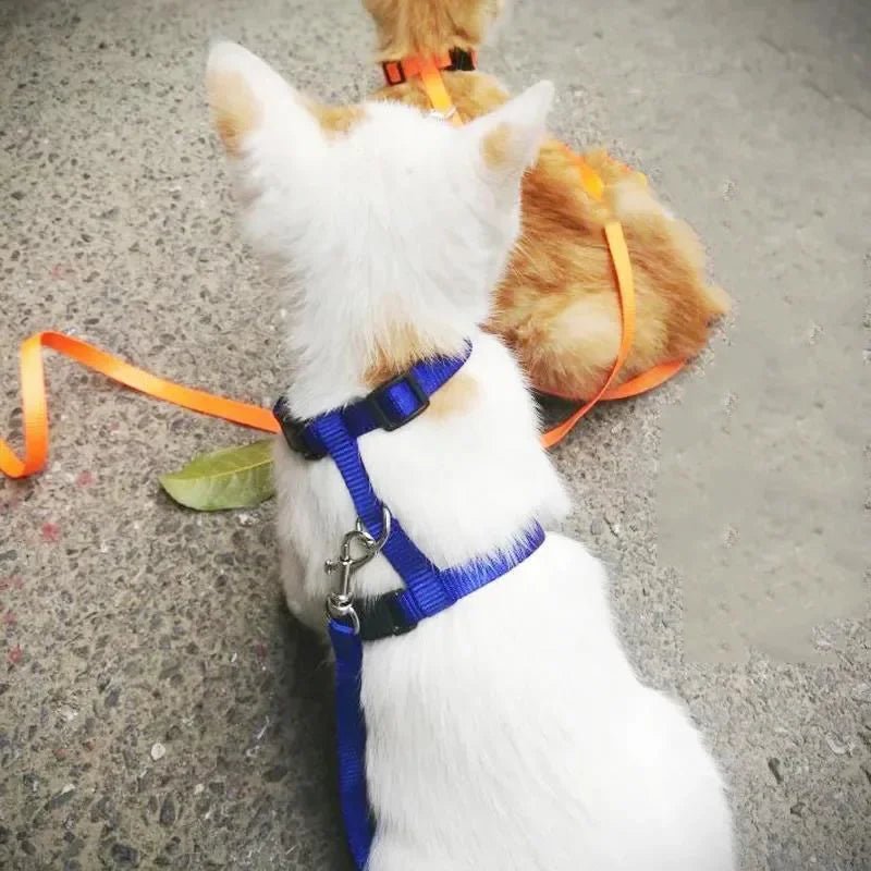 H - vorm Tuigje met Looplijn - Duke & Scoop