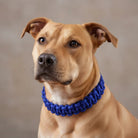 Halsband Hond - Verstelbare Geweven Nylon P - Ketting voor Honden - Duke & Scoop