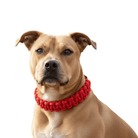 Halsband Hond - Verstelbare Geweven Nylon P - Ketting voor Honden - Duke & Scoop
