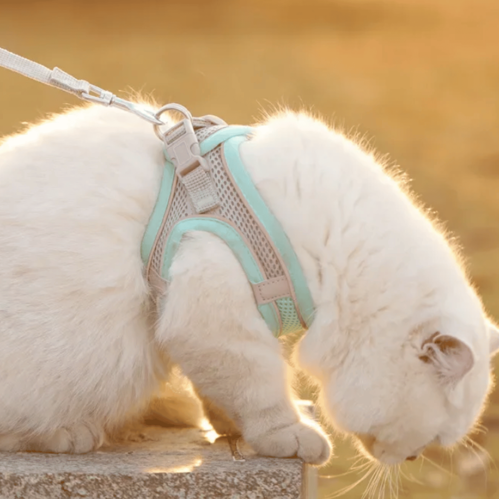 Hondentuig Ademend Hondenharnas – Verstelbaar Tuigje Voor Katten & Honden - Duke & Scoop