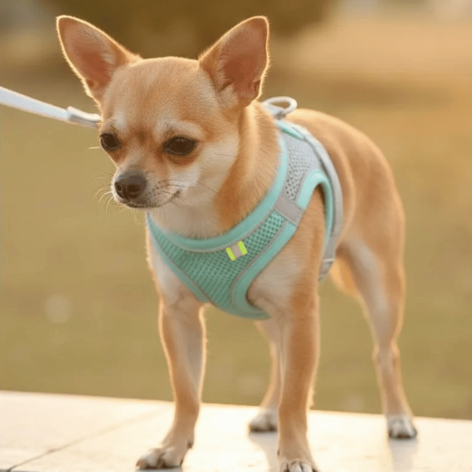 Hondentuig Ademend Hondenharnas – Verstelbaar Tuigje Voor Katten & Honden - Duke & Scoop