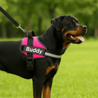 Hondentuig Gepersonaliseerd Reflecterend – Verstelbaar Nylon Hondenharnas - Duke & Scoop