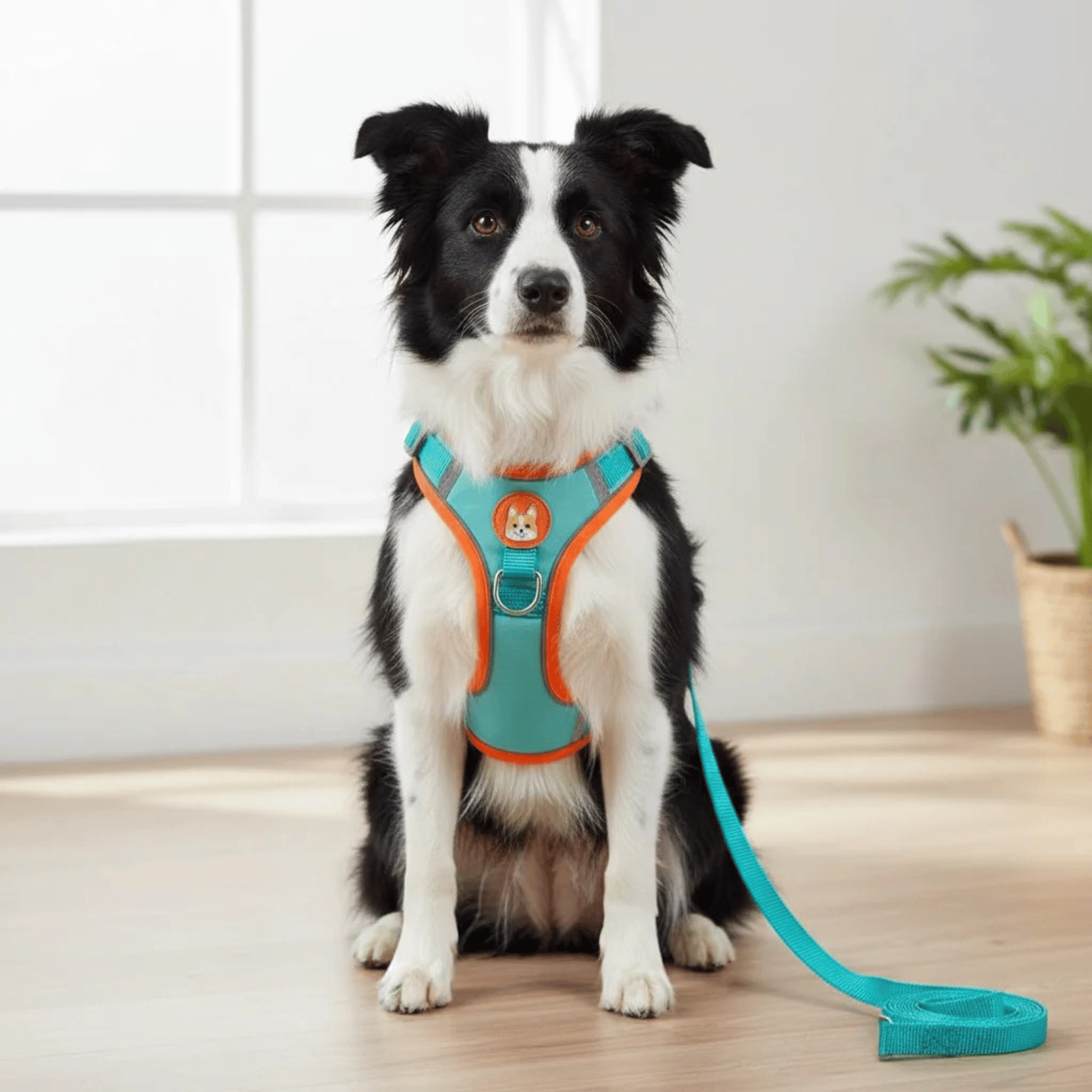 Hondentuig Reflecterend – Comfortabel Nylon Harnas voor Wandelen - Duke & Scoop