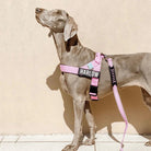 Hondentuig Reflecterend Verstelbaar – Gepersonaliseerd Harnas voor Wandelen - Duke & Scoop