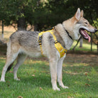 Hondentuig Reflecterend – Verstelbaar Nylon Harnas voor Wandelen - Duke & Scoop