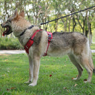 Hondentuig Reflecterend – Verstelbaar Nylon Harnas voor Wandelen - Duke & Scoop