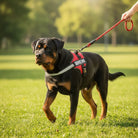 Hondentuig Reflecterend Verstelbaar – Sterk Polyester voor Wandelen - Duke & Scoop