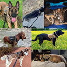 K9 Harnas – Tactisch Hondentuig voor Honden - Duke & Scoop