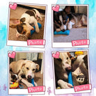 Kauwspeeltje met Tandenborstel - Duke & Scoop