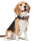 Luxe Halsband met Luipaardprint en Afneembare Strik - Duke & Scoop