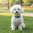 Mini Draadloze GPS Tracker - Duke & Scoop