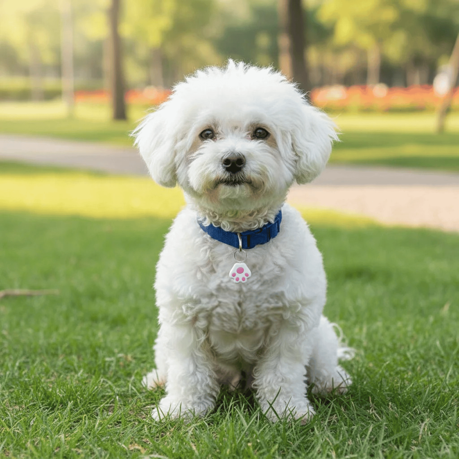 Mini Draadloze GPS Tracker - Duke & Scoop