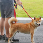 Reflecterende Riem - Sliplijn 180cm - Duke & Scoop