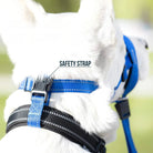 Training Muilkorf - Halti Stijl - Duke & Scoop