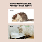 Verhoogde Honden & Kattenbak - Duke & Scoop