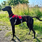 Verstelbaar Oxford Tuig - Duke & Scoop