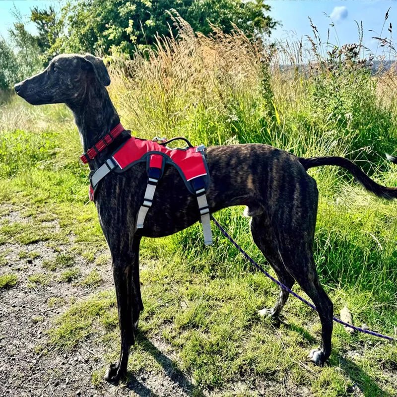 Verstelbaar Oxford Tuig - Duke & Scoop