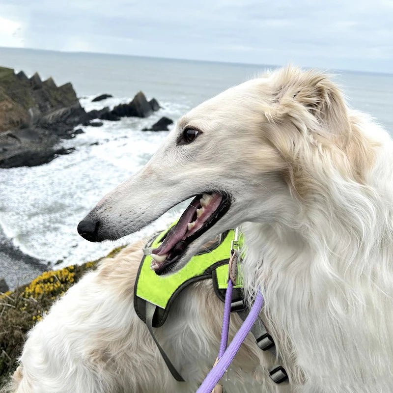 Verstelbaar Oxford Tuig - Duke & Scoop