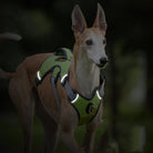 Verstelbaar Oxford Tuig - Duke & Scoop