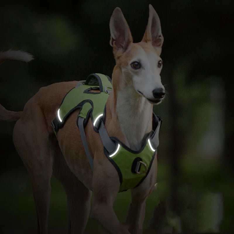 Verstelbaar Oxford Tuig - Duke & Scoop