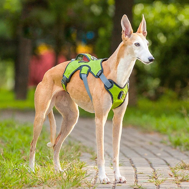 Verstelbaar Oxford Tuig - Duke & Scoop