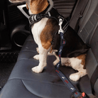 Verstelbare Autogordel voor Honden - Duke & Scoop