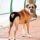 Verstelbare Hygiënebroek voor Honden - Duke & Scoop