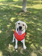 Warme Winterjas voor Honden met Ingebouwd Harnas - Duke & Scoop