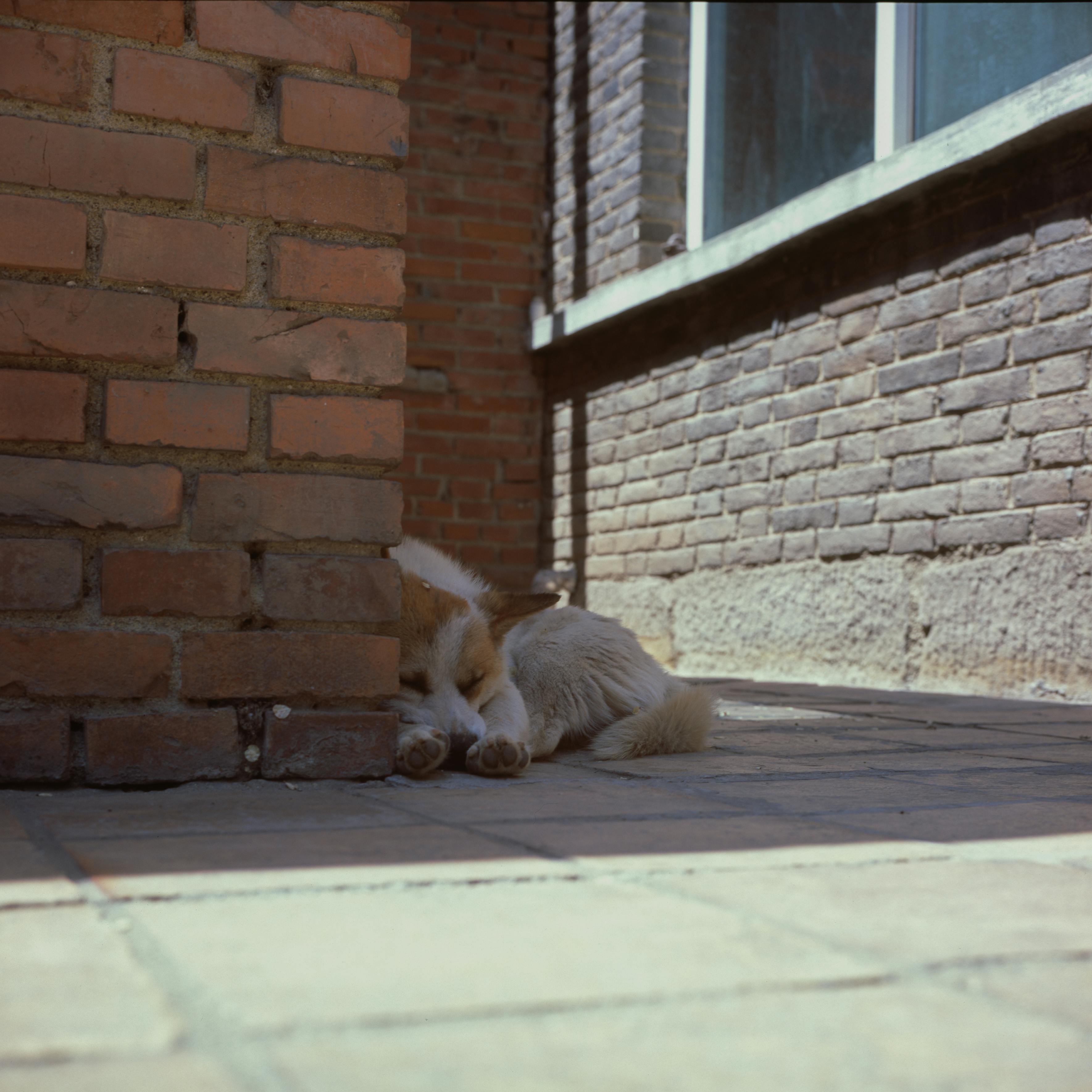 Hoe Mentale Stimulatie de Angst en Stress bij Honden Vermindert - Duke & Scoop
