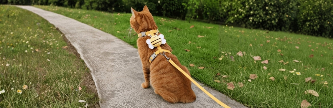 harness training a cat