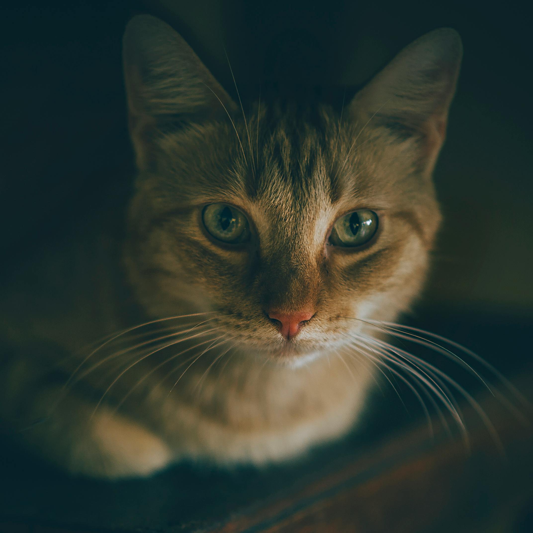 Waarom Het Vervullen van Het Jachtinstinct van je Kat Zo Belangrijk Is - Duke & Scoop
